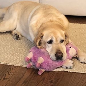 Meet your Posher, Maxine